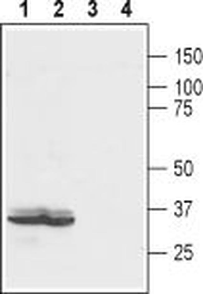 LPAR2 (EDG4) (extracellular) Antibody in Western Blot (WB)