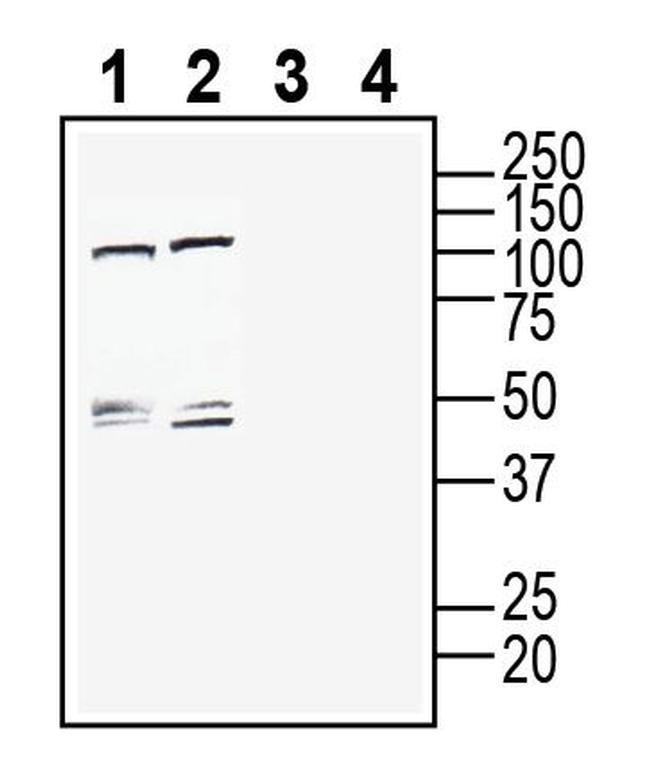 CLEC7A/Dectin-1 (extracellular) Antibody in Western Blot (WB)