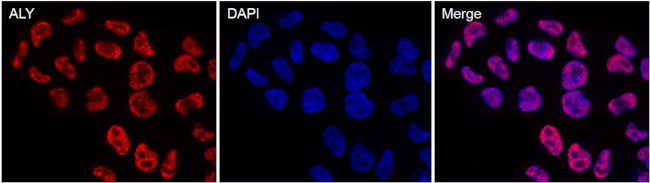 ALY Antibody in Immunocytochemistry (ICC/IF)