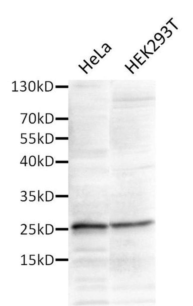 ALY Antibody in Western Blot (WB)