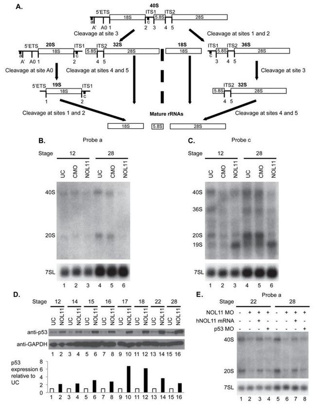 p53 Antibody in Western Blot (WB)