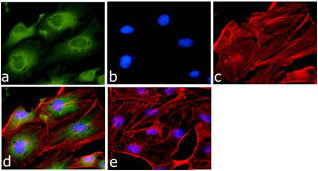 GAPDH Antibody in Immunocytochemistry (ICC/IF)