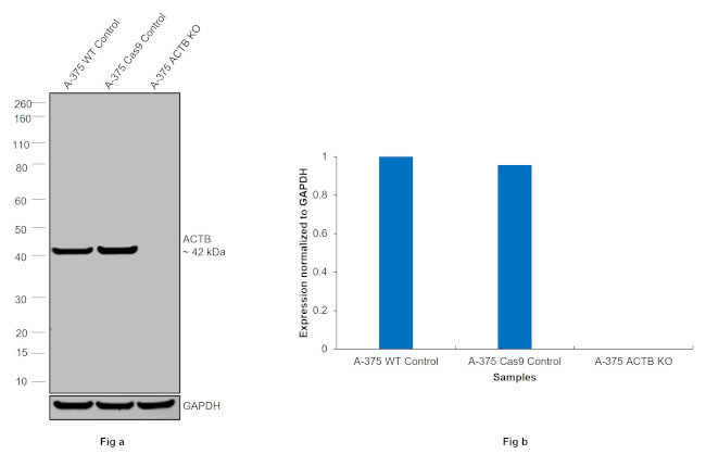 beta Actin Antibody in Western Blot (WB)