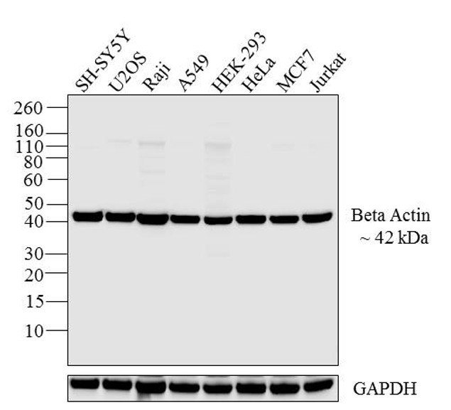 beta Actin Antibody in Western Blot (WB)