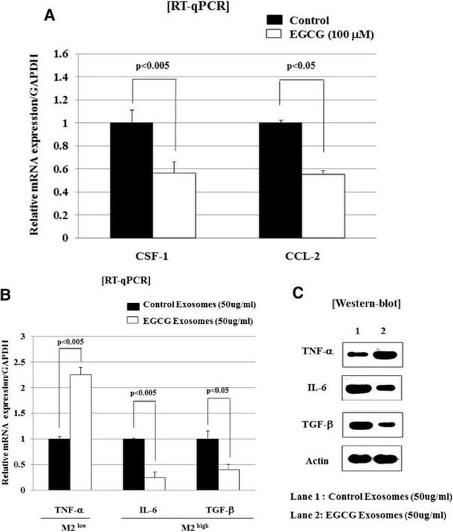 IL-6 Antibody in Western Blot (WB)