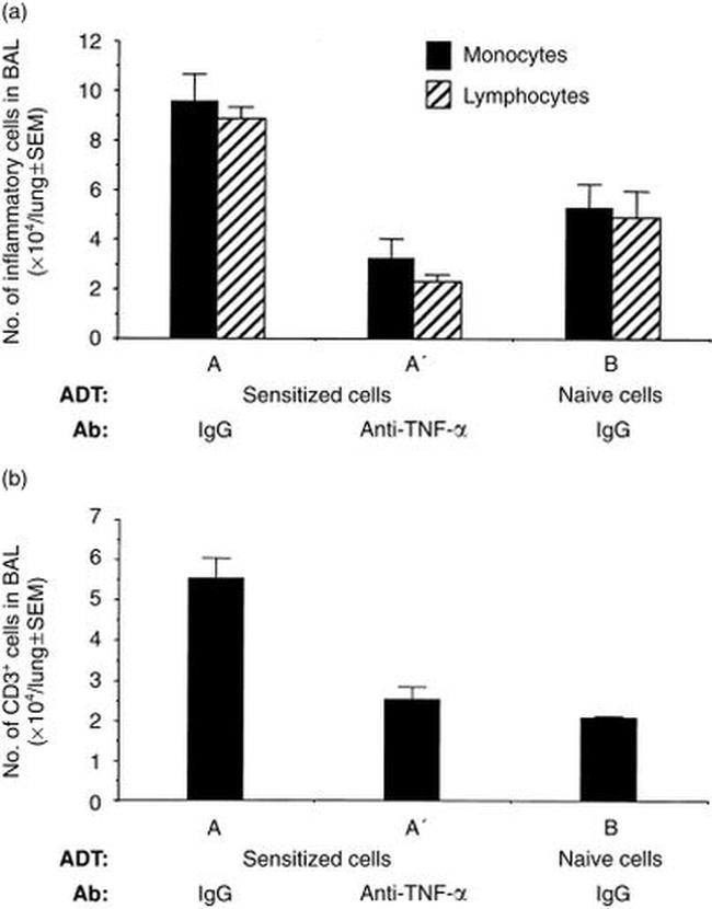 TNF alpha Antibody in Neutralization (Neu)