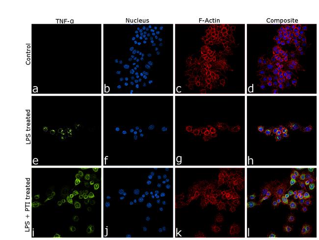 TNF alpha Antibody