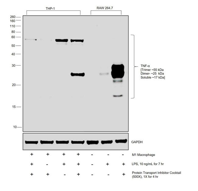 TNF alpha Antibody in Western Blot (WB)