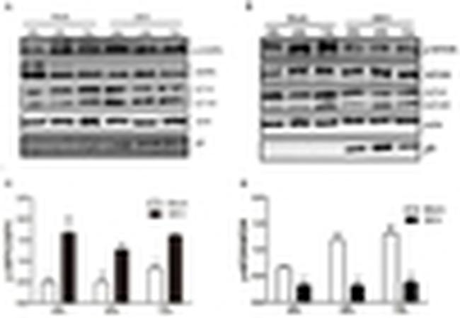 AMPK alpha-1 Antibody in Western Blot (WB)