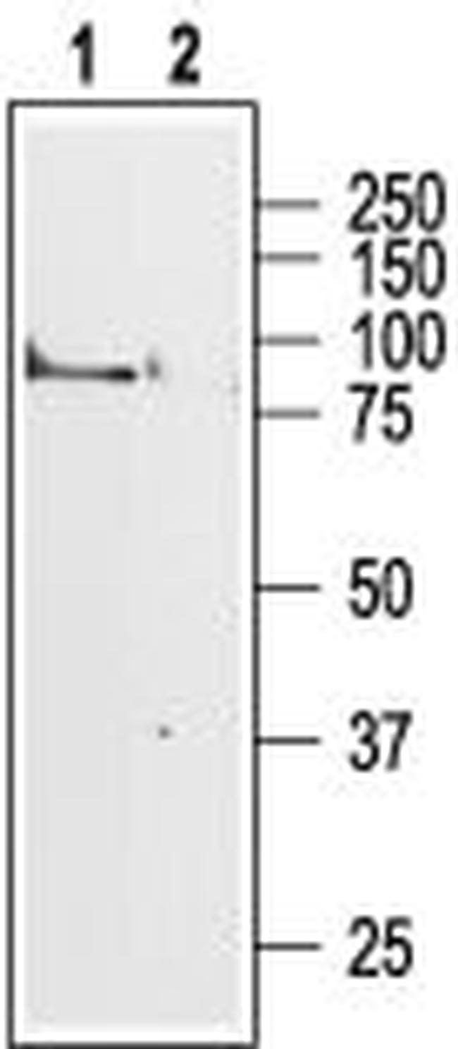 CHRM1 Antibody in Western Blot (WB)