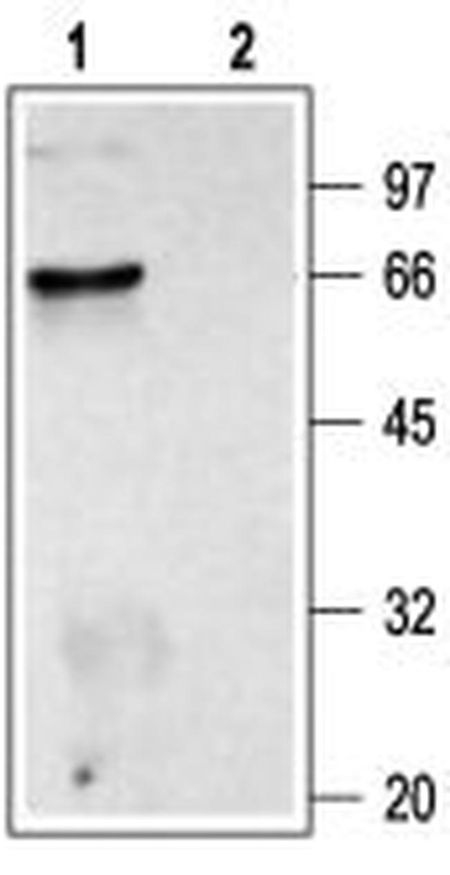 CHRM2 Antibody in Western Blot (WB)
