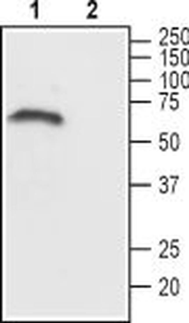 CHRM1 (443-458) Antibody in Western Blot (WB)