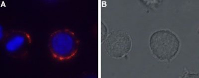 MC4 Receptor (extracellular) Antibody in Immunocytochemistry (ICC/IF)