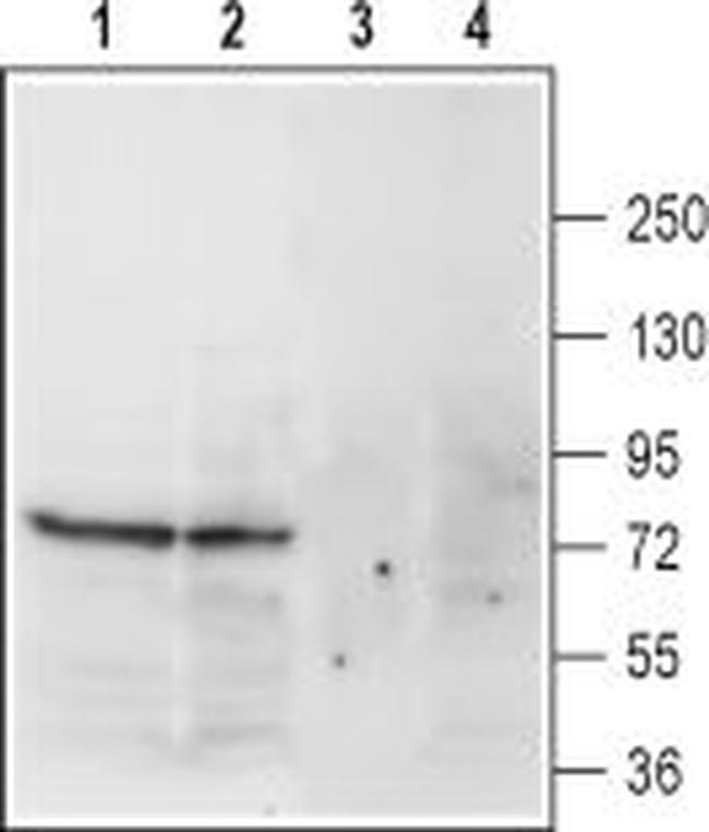 Noradrenaline Transporter (NET) (extracellular) Antibody in Western Blot (WB)
