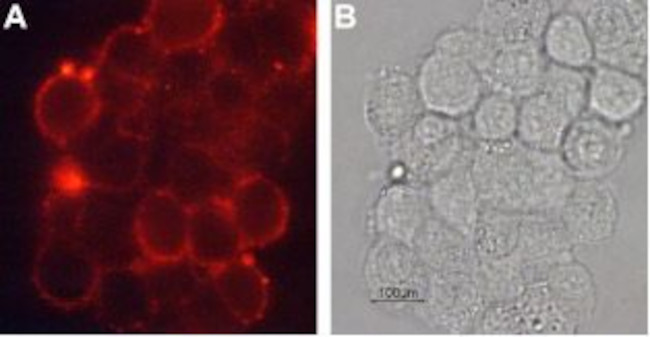 Dopamine Transporter (DAT) (extracellular) Antibody in Immunocytochemistry (ICC/IF)