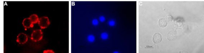 Serotonin Transporter (SERT) (extracellular) Antibody in Immunocytochemistry (ICC/IF)