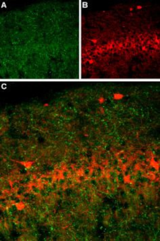 Serotonin Transporter (SERT) (extracellular) Antibody in Immunohistochemistry (Frozen) (IHC (F))