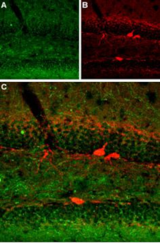 Serotonin Transporter (SERT) (extracellular) Antibody in Immunohistochemistry (Frozen) (IHC (F))