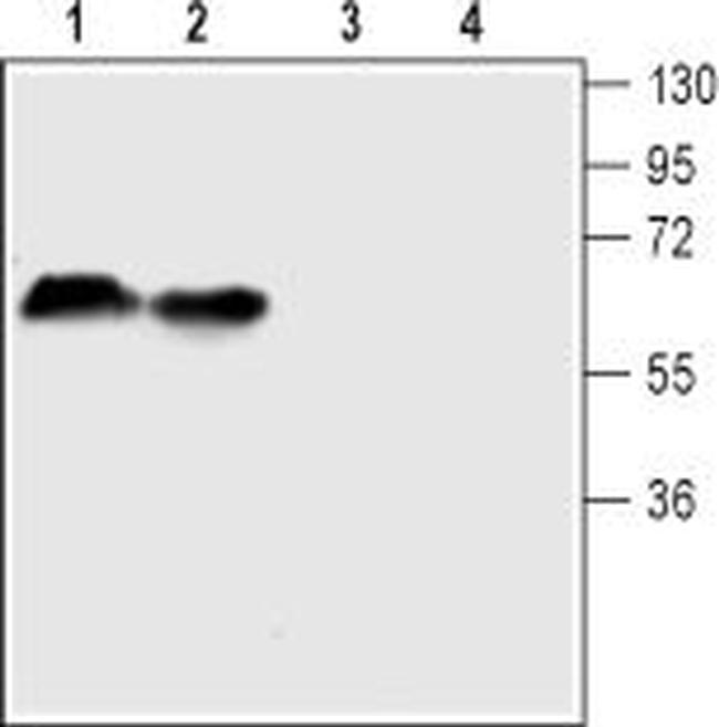 Serotonin Transporter (SERT) (extracellular) Antibody in Western Blot (WB)