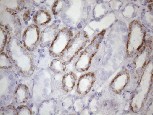 AMTN Antibody in Immunohistochemistry (Paraffin) (IHC (P))