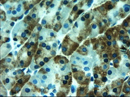 AMY2A Antibody in Immunohistochemistry (Paraffin) (IHC (P))