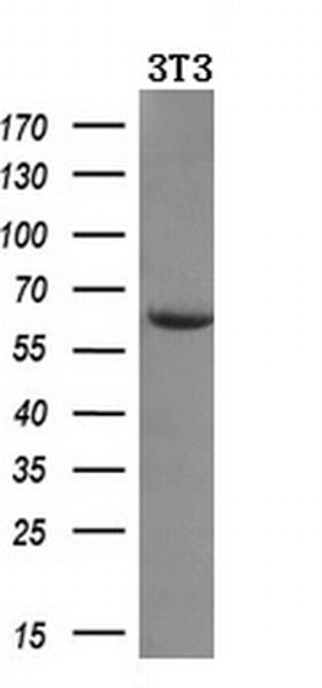 AMY2A Antibody in Western Blot (WB)