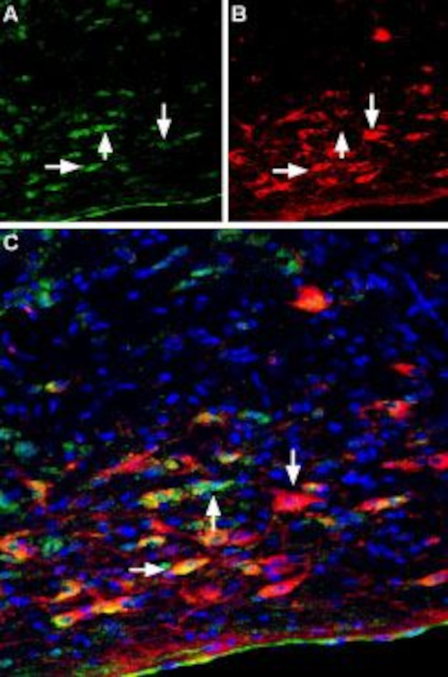 p75 NGF Receptor (extracellular) Antibody in Immunohistochemistry (Frozen) (IHC (F))