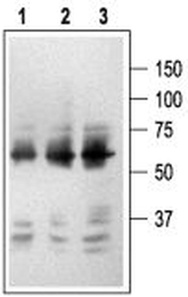 p75 NGF Receptor (extracellular) Antibody in Western Blot (WB)