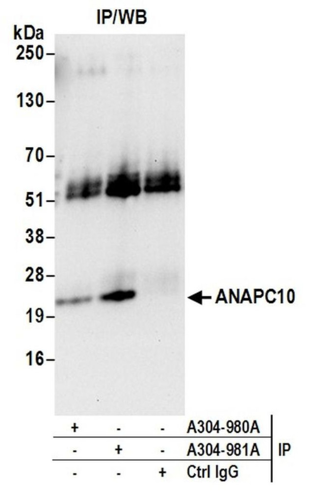 ANAPC10/APC10 Antibody in Immunoprecipitation (IP)