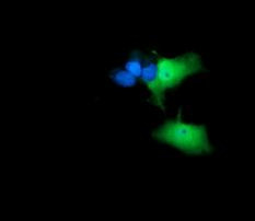 ANAPC11 Antibody in Immunocytochemistry (ICC/IF)