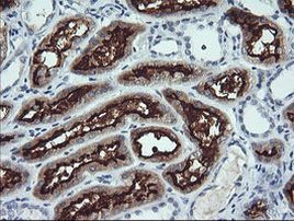 ANAPC11 Antibody in Immunohistochemistry (Paraffin) (IHC (P))