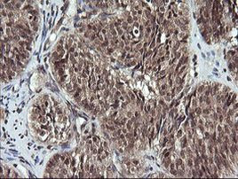 ANAPC11 Antibody in Immunohistochemistry (Paraffin) (IHC (P))