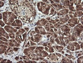 ANAPC11 Antibody in Immunohistochemistry (Paraffin) (IHC (P))