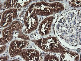 ANAPC11 Antibody in Immunohistochemistry (Paraffin) (IHC (P))