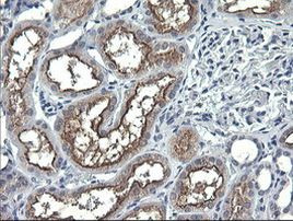 ANAPC11 Antibody in Immunohistochemistry (Paraffin) (IHC (P))