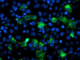 ANAPC2 Antibody in Immunocytochemistry (ICC/IF)