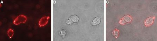 Nicotinic Acetylcholine Receptor alpha 2 (CHRNA2) (extracellular) Antibody in Immunocytochemistry (ICC/IF)