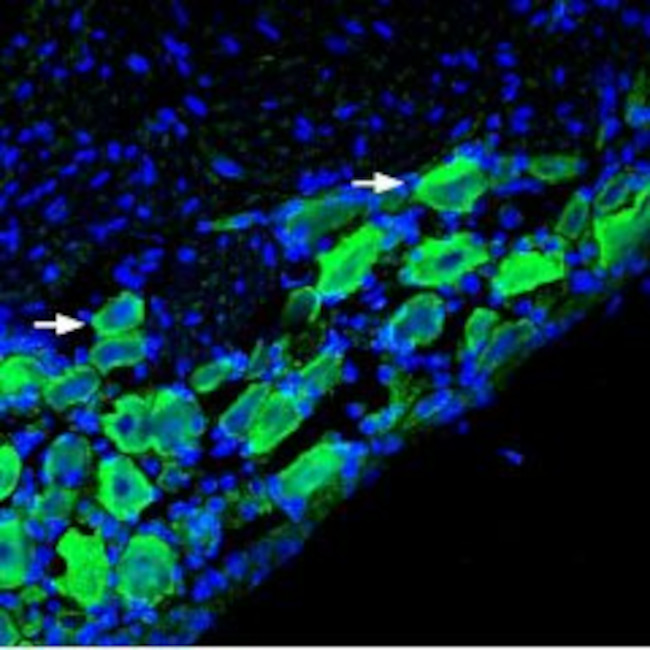 Nicotinic Acetylcholine Receptor alpha 9 (CHRNA9) Antibody in Immunohistochemistry (Frozen) (IHC (F))