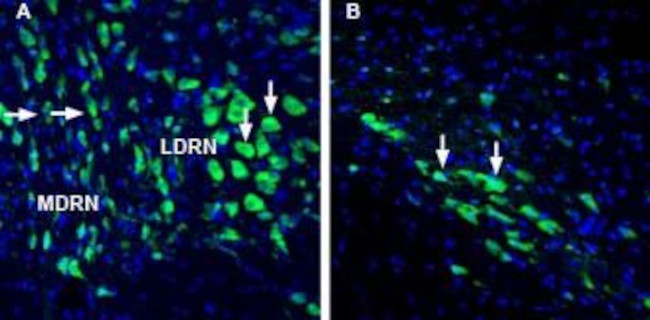 Lynx1 (extracellular) Antibody in Immunohistochemistry (Frozen) (IHC (F))