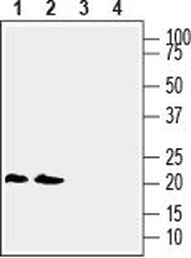 Lynx1 (extracellular) Antibody in Western Blot (WB)