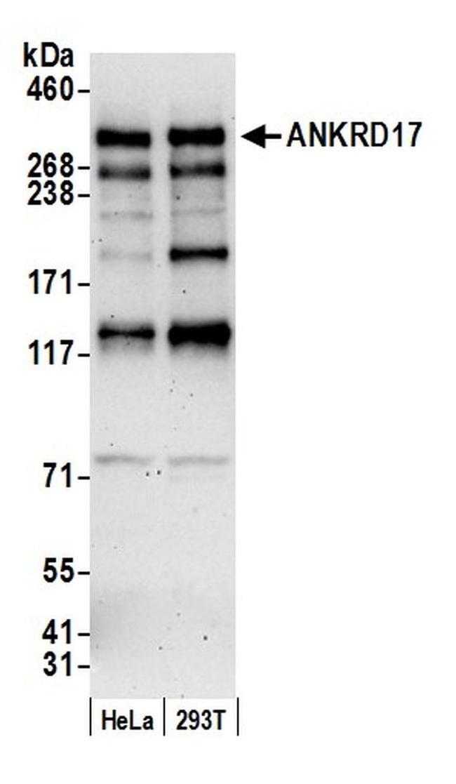 ANKRD17 Antibody in Western Blot (WB)