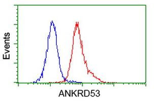 ANKRD53 Antibody in Flow Cytometry (Flow)