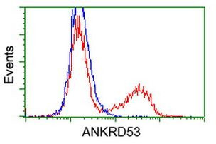 ANKRD53 Antibody in Flow Cytometry (Flow)