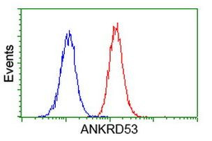 ANKRD53 Antibody in Flow Cytometry (Flow)