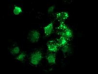 ANKRD53 Antibody in Immunocytochemistry (ICC/IF)