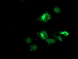 ANKRD53 Antibody in Immunocytochemistry (ICC/IF)