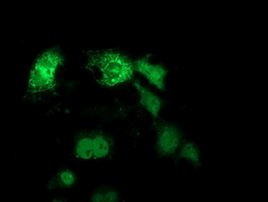 ANKRD53 Antibody in Immunocytochemistry (ICC/IF)