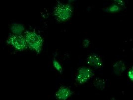 ANKRD53 Antibody in Immunocytochemistry (ICC/IF)