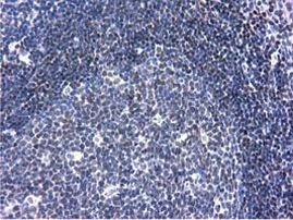 ANKRD53 Antibody in Immunohistochemistry (Paraffin) (IHC (P))