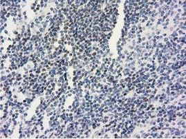 ANKRD53 Antibody in Immunohistochemistry (Paraffin) (IHC (P))